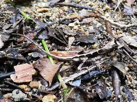 Слика од Anolis planiceps Troschel 1848