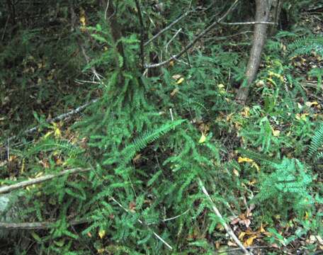 Image of Asparagus scandens Thunb.