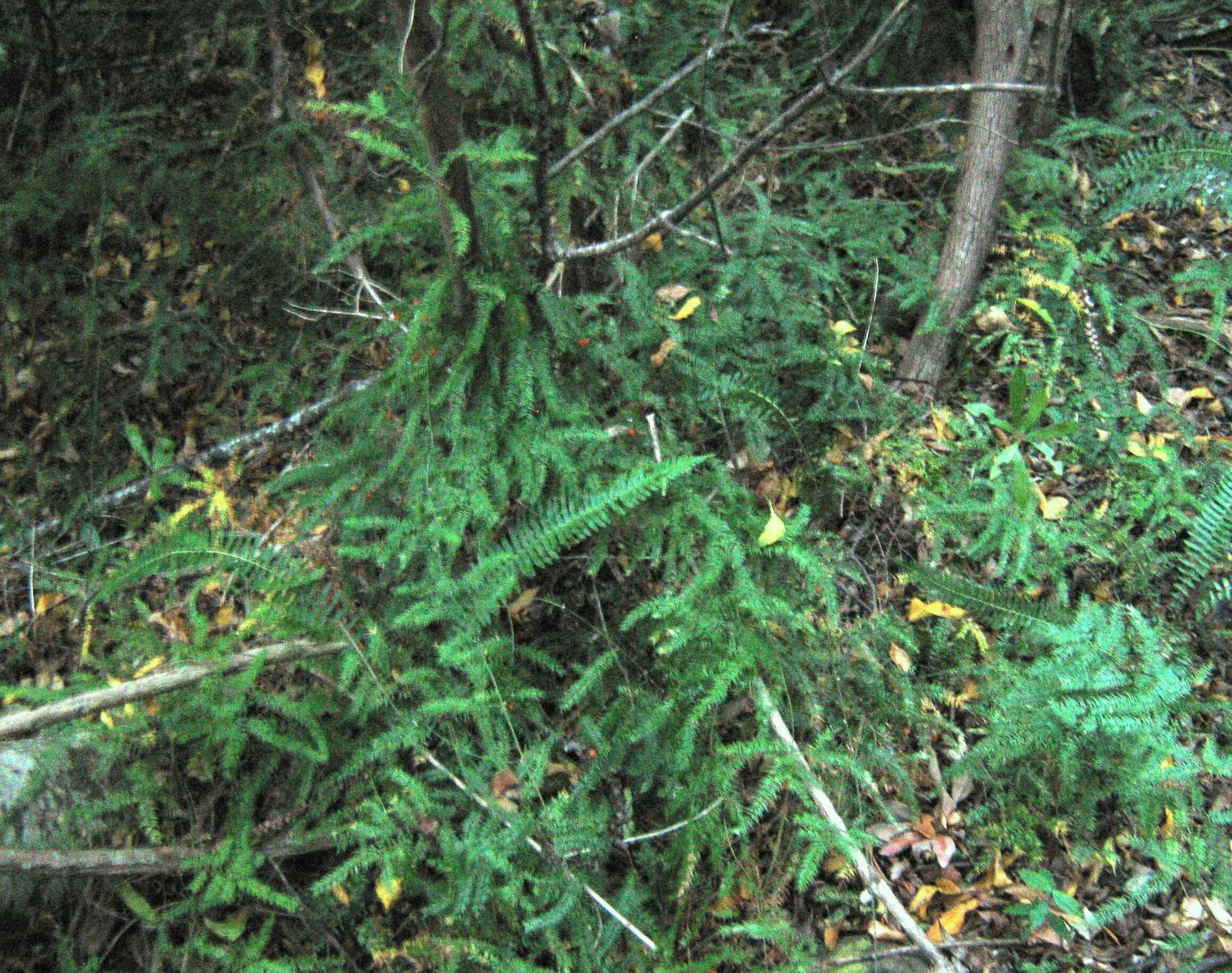 Image of Asparagus scandens Thunb.