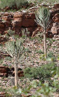 Euphorbia eduardoi L. C. Leach resmi