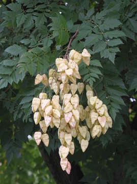 Image of Golden-rain tree