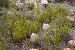 Image of Protea scorzonerifolia (Salisb. ex Knight) Rycroft