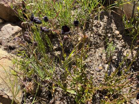 صورة Nemesia bodkinii Bolus