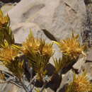 Sivun Pteronia fasciculata L. fil. kuva