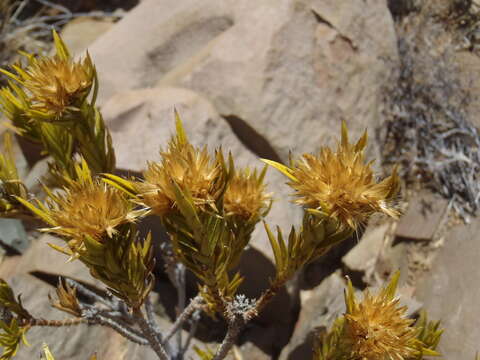 صورة Pteronia fasciculata L. fil.