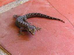 Image of Afrogecko