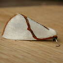 Image of Orange-rimmed Satin Moth