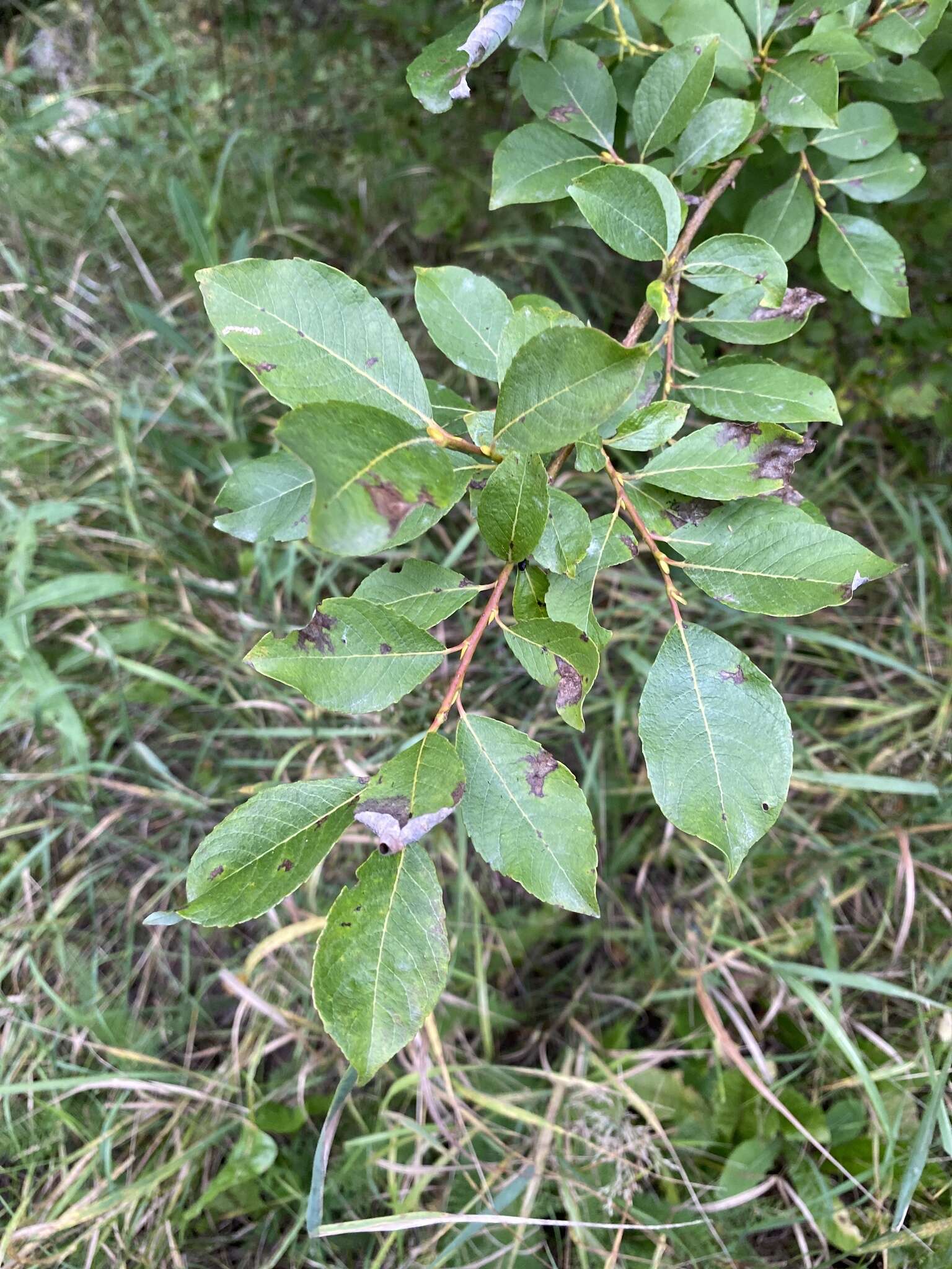 Image of Salix taraikensis Kimura