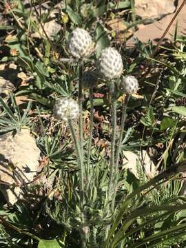 Image of Little Belt Mountain thimbleweed