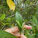 Image of Cartrema americana (L.) G. L. Nesom