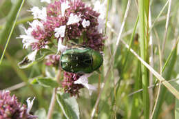 Imagem de Origanum majorana L.