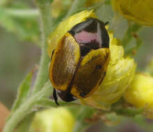 Image of Popillia bipunctata (Fabricius 1787)