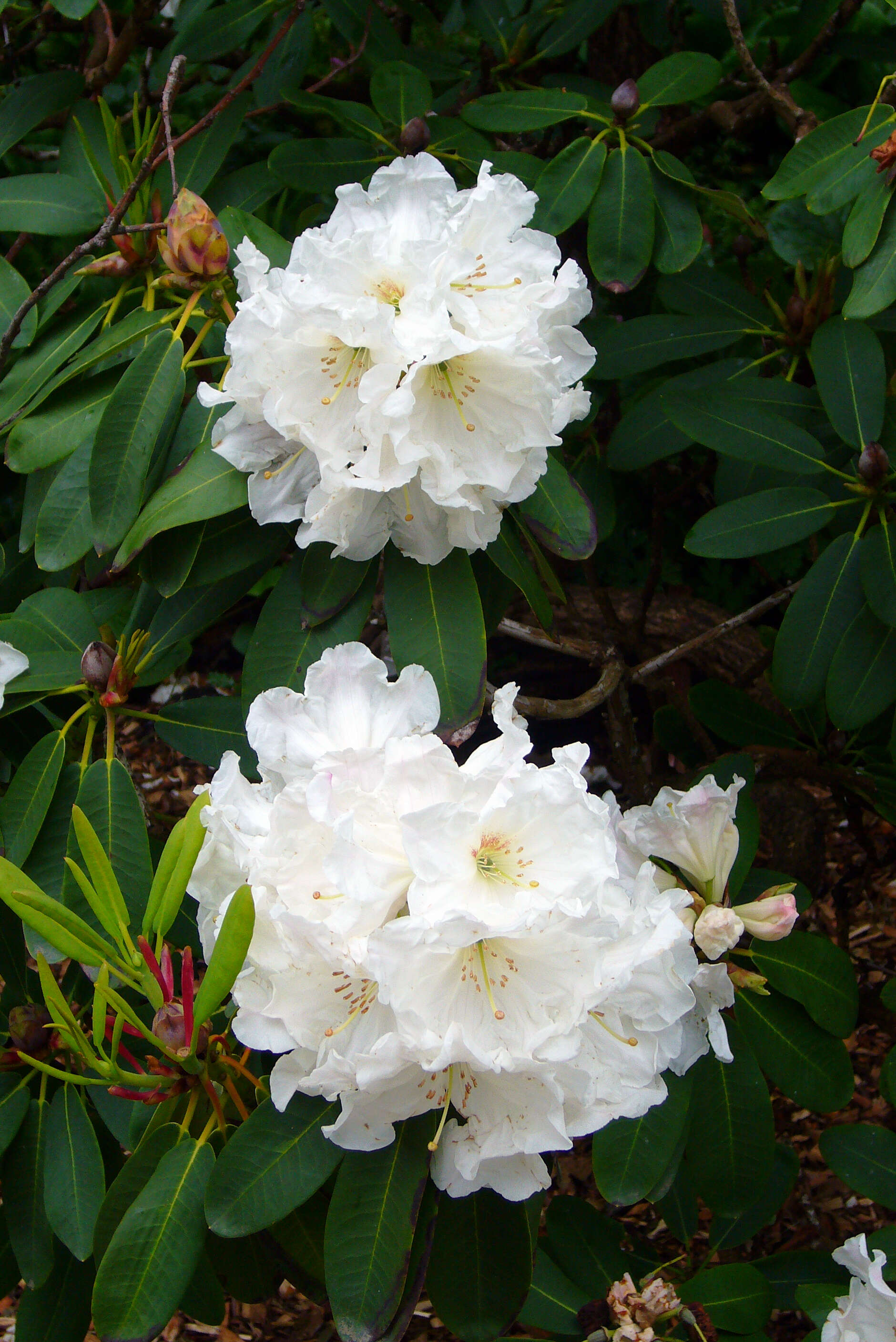 Plancia ëd Rhododendron decorum Franch.