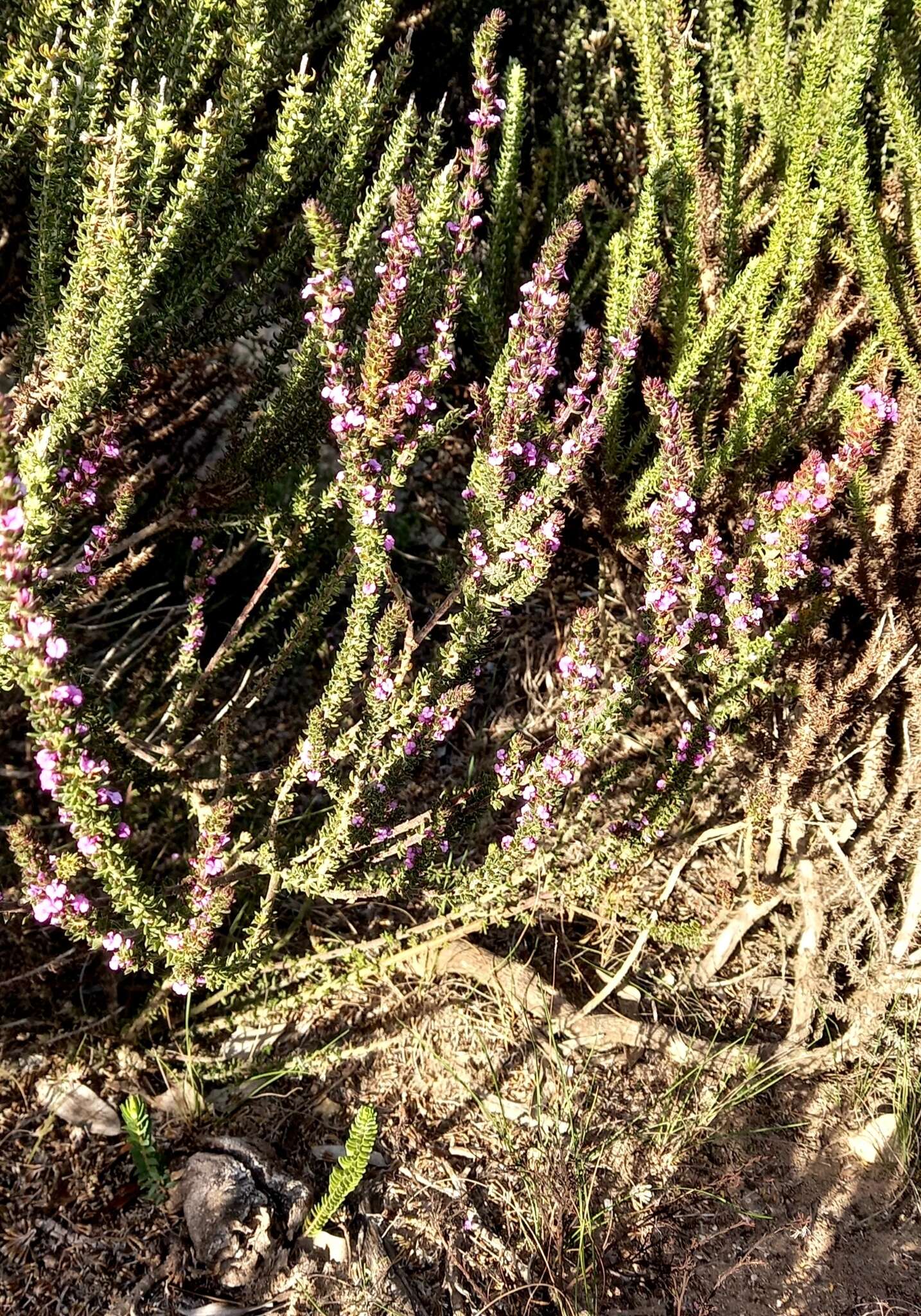 Image of Muraltia satureioides Burch. ex DC.