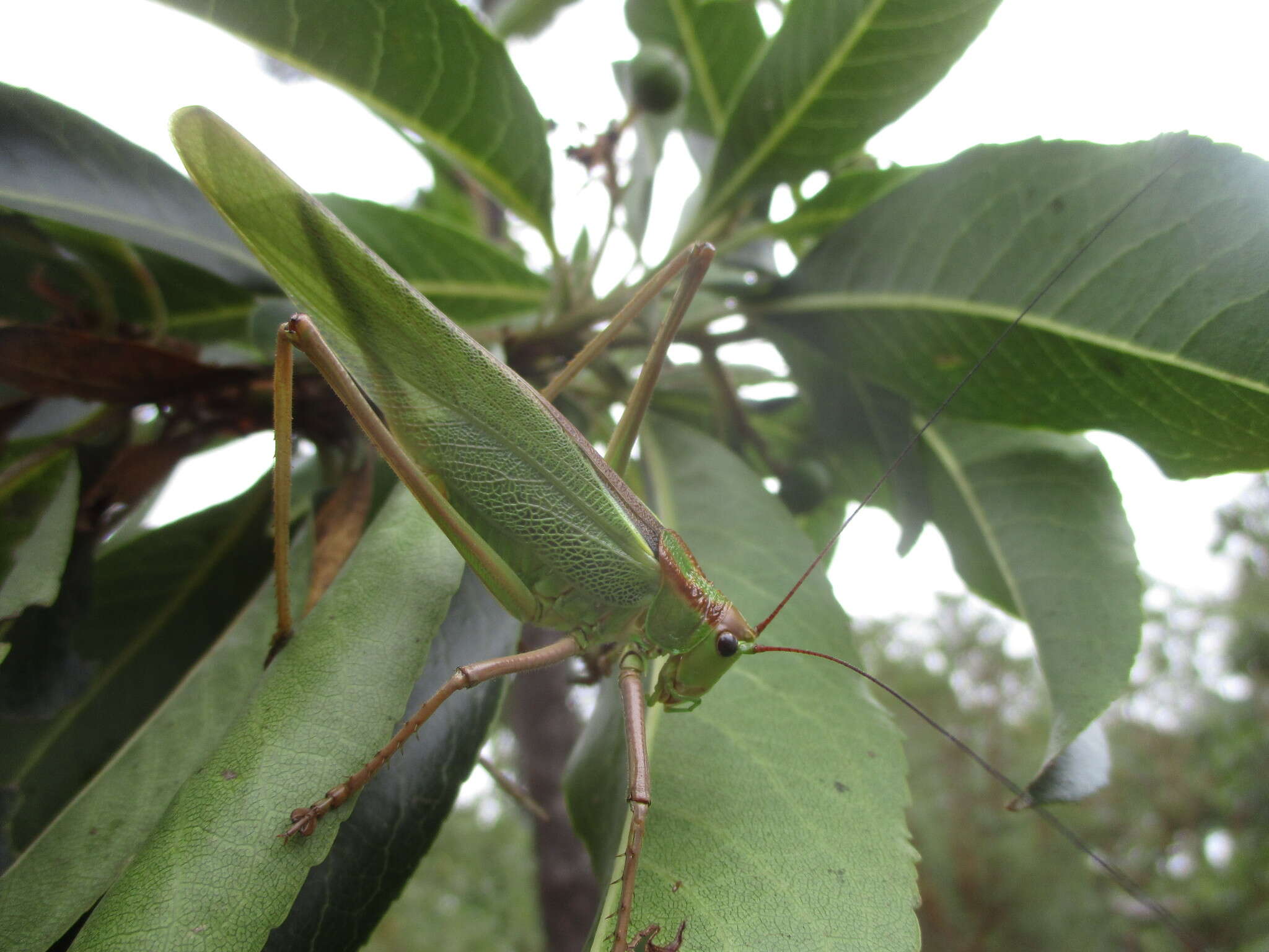 Plancia ëd Calliphona (Calliphonides) alluaudi Bolívar & I. 1893