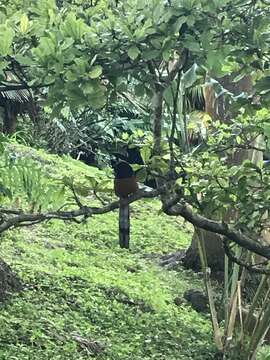 Image of White-rumped Shama