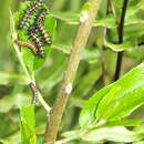 Image of Garden Acraea