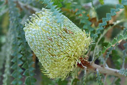 صورة Banksia