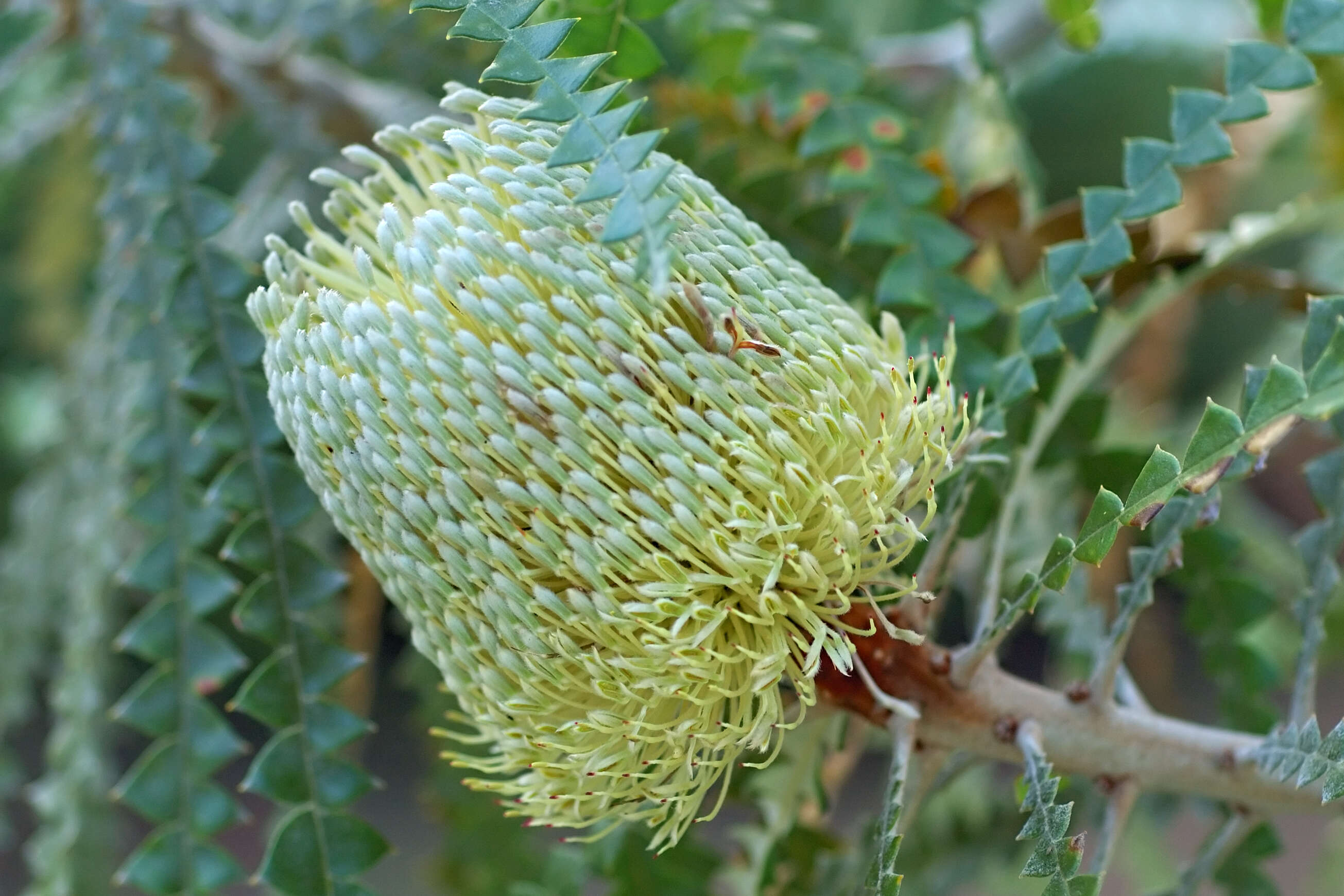 صورة Banksia