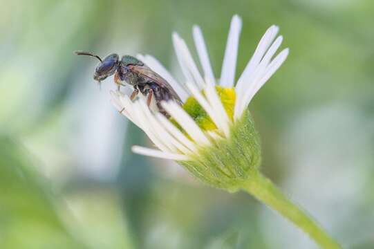 Imagem de Lasioglossum urbanum (Smith 1879)