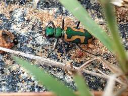 Image of Cicindela (Ancylia) calligramma Schaum 1861