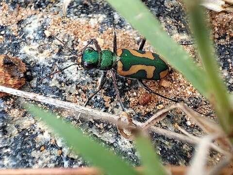 Image of Cicindela (Ancylia) calligramma Schaum 1861