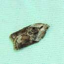 Image of Robinson's Acleris