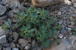 Image of Alstroemeria paupercula Phil.