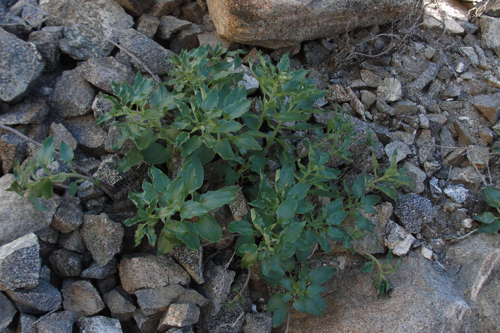 Image of Alstroemeria paupercula Phil.