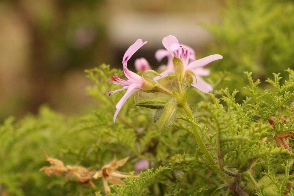 Image of Pelargonium denticulatum Jacq.