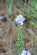 Phacelia strictiflora var. robbinsii Constance的圖片