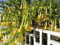 Image of Brugmansia aurea Lagerh.