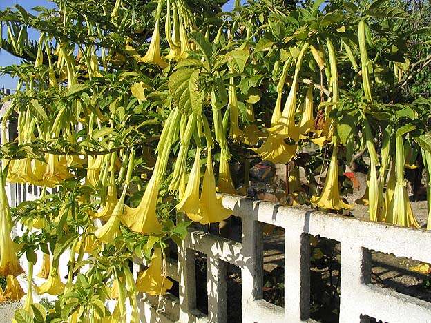 Image of Brugmansia aurea Lagerh.