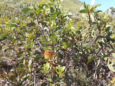 Image of Banksia lemanniana Meissn.