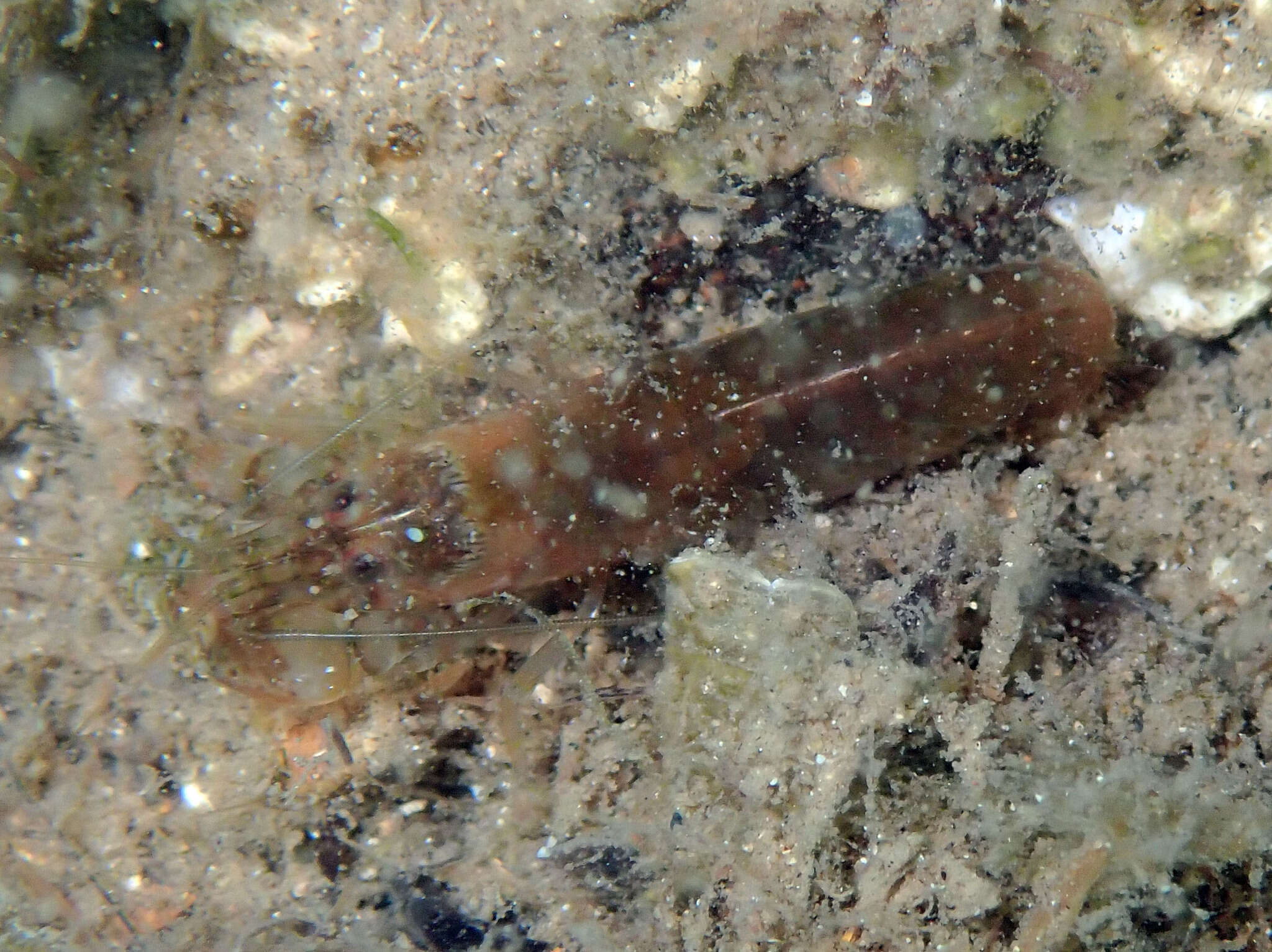 Image of Mediterranean snapping prawn