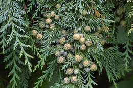 Image of Lawson's Cypress