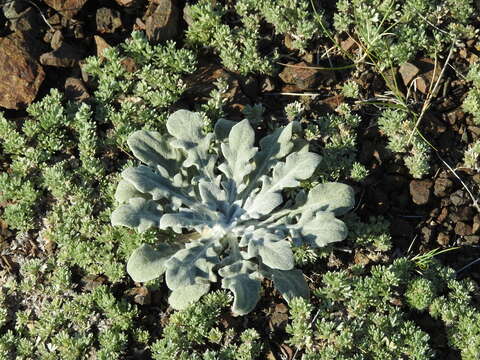 Image of Echinops humilis M. Bieb.