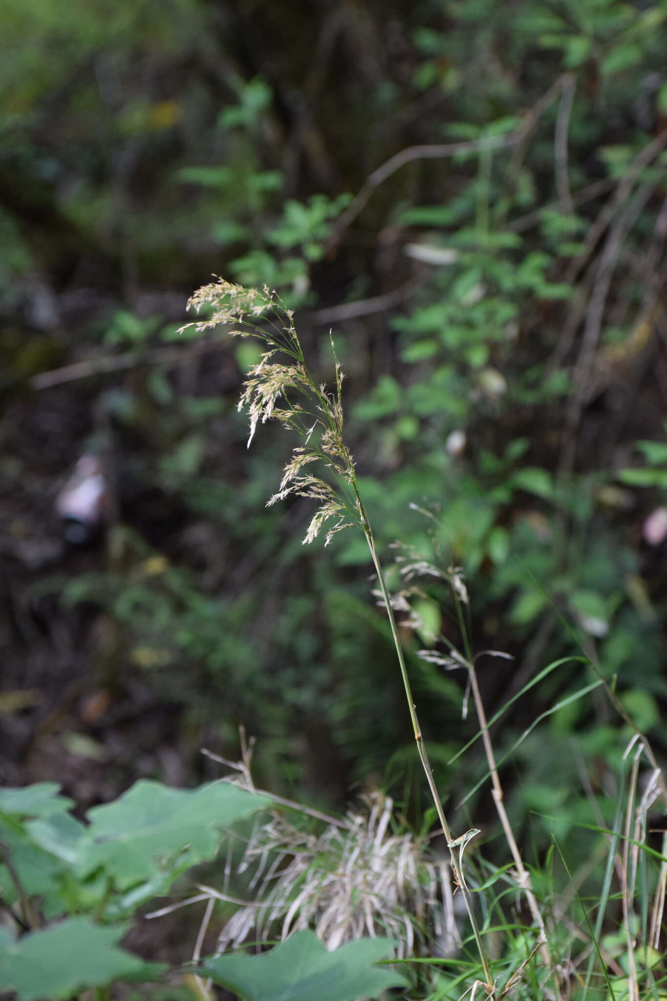 Image of Trisetum virletii E. Fourn.