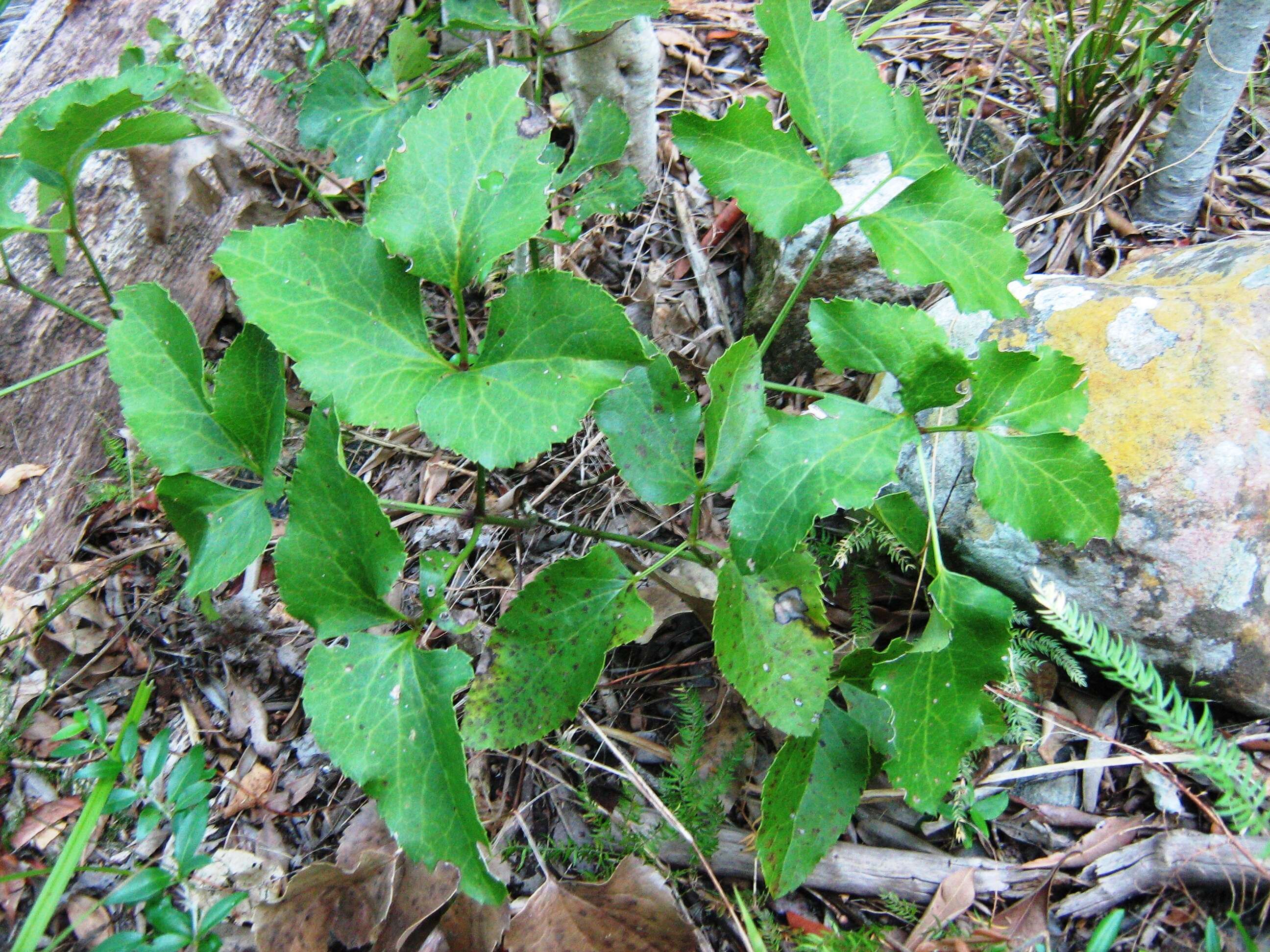 Image of Knowltonia vesicatoria (L. fil.) Sims