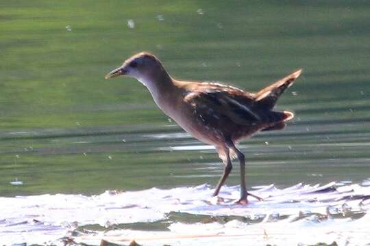 Image of Little Crake