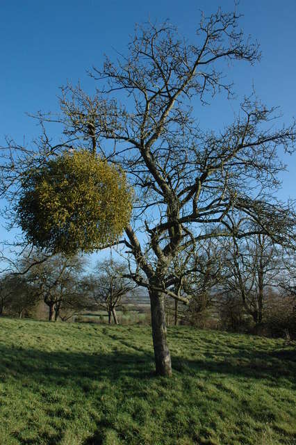 Image of European mistletoe