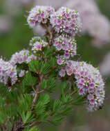 Verticordia minutiflora F. Müll. resmi