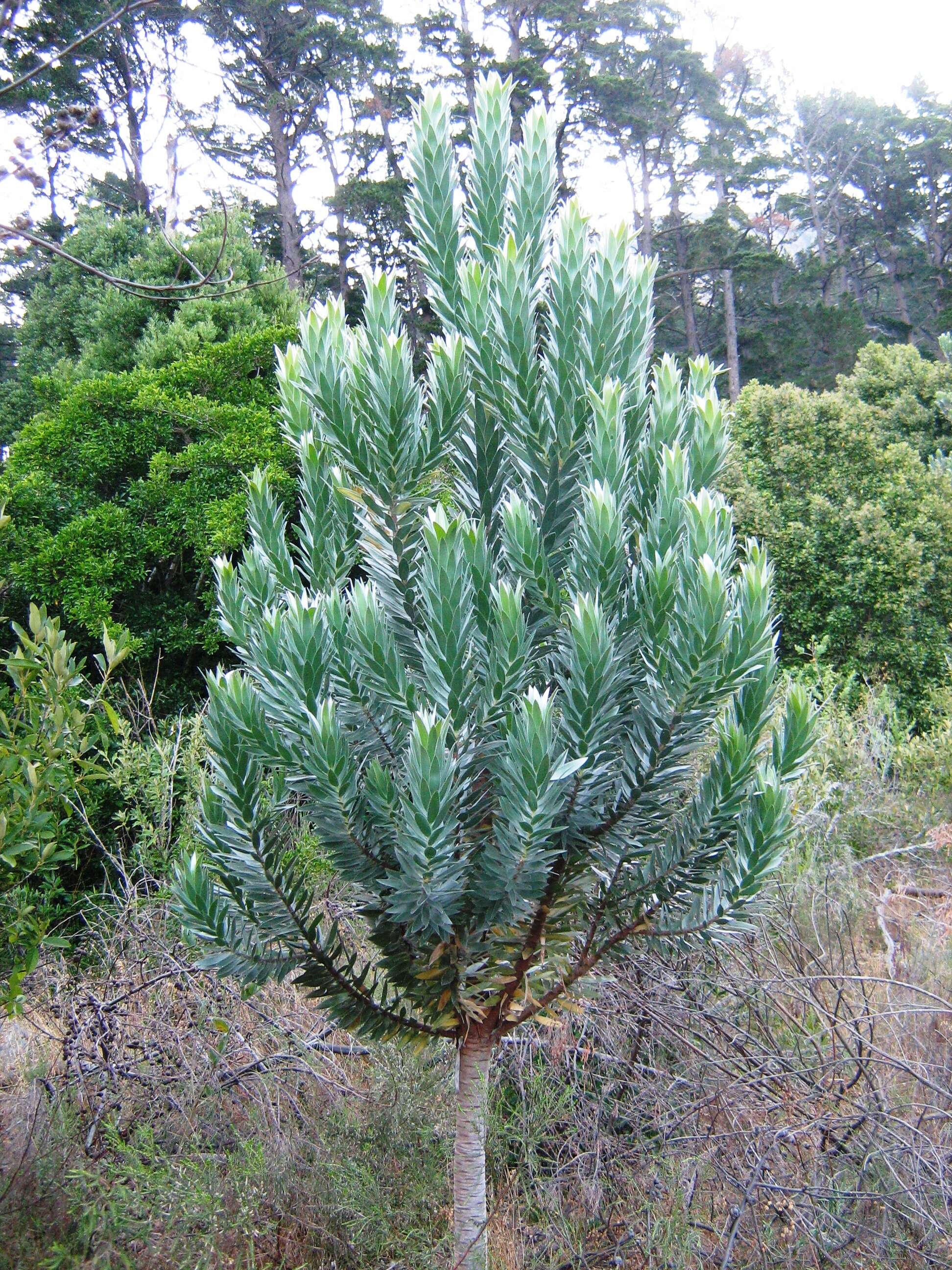 Image of Silver tree