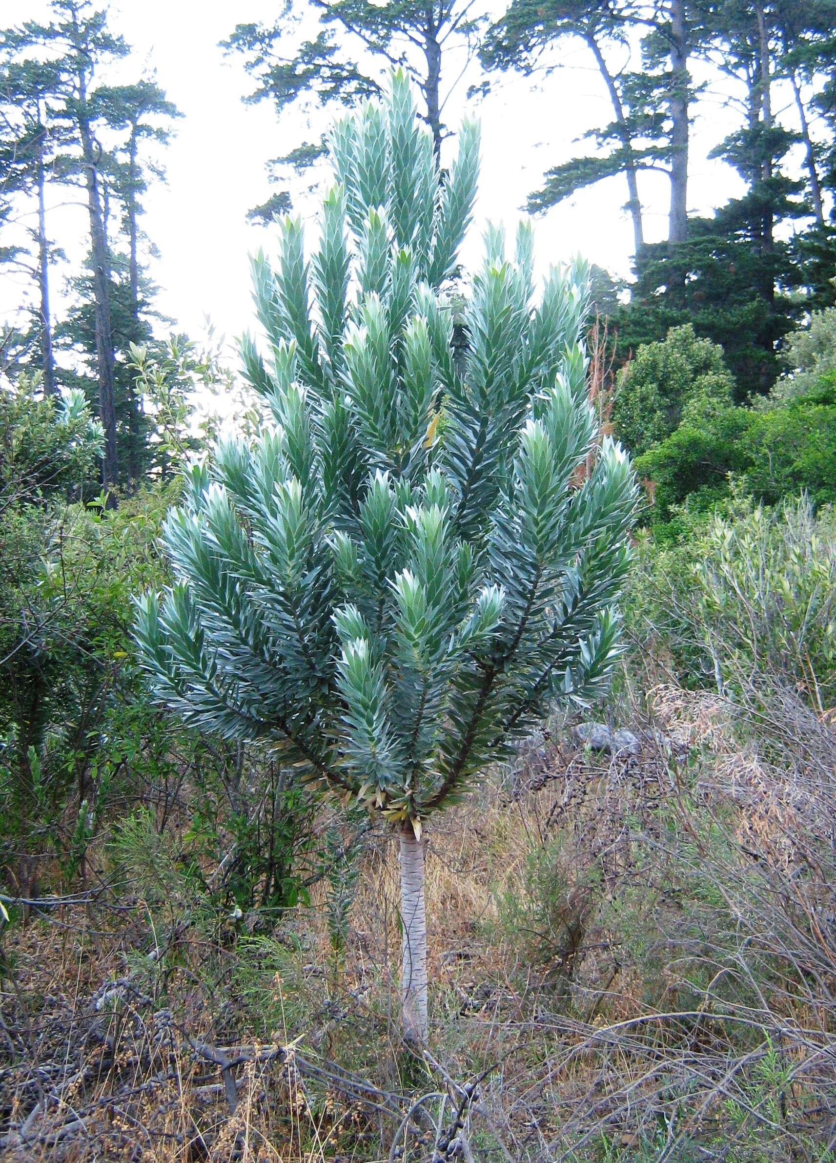 Image of Silver tree