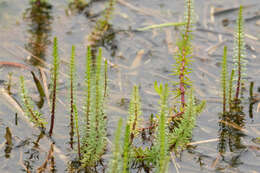 Image of Mare's Tail