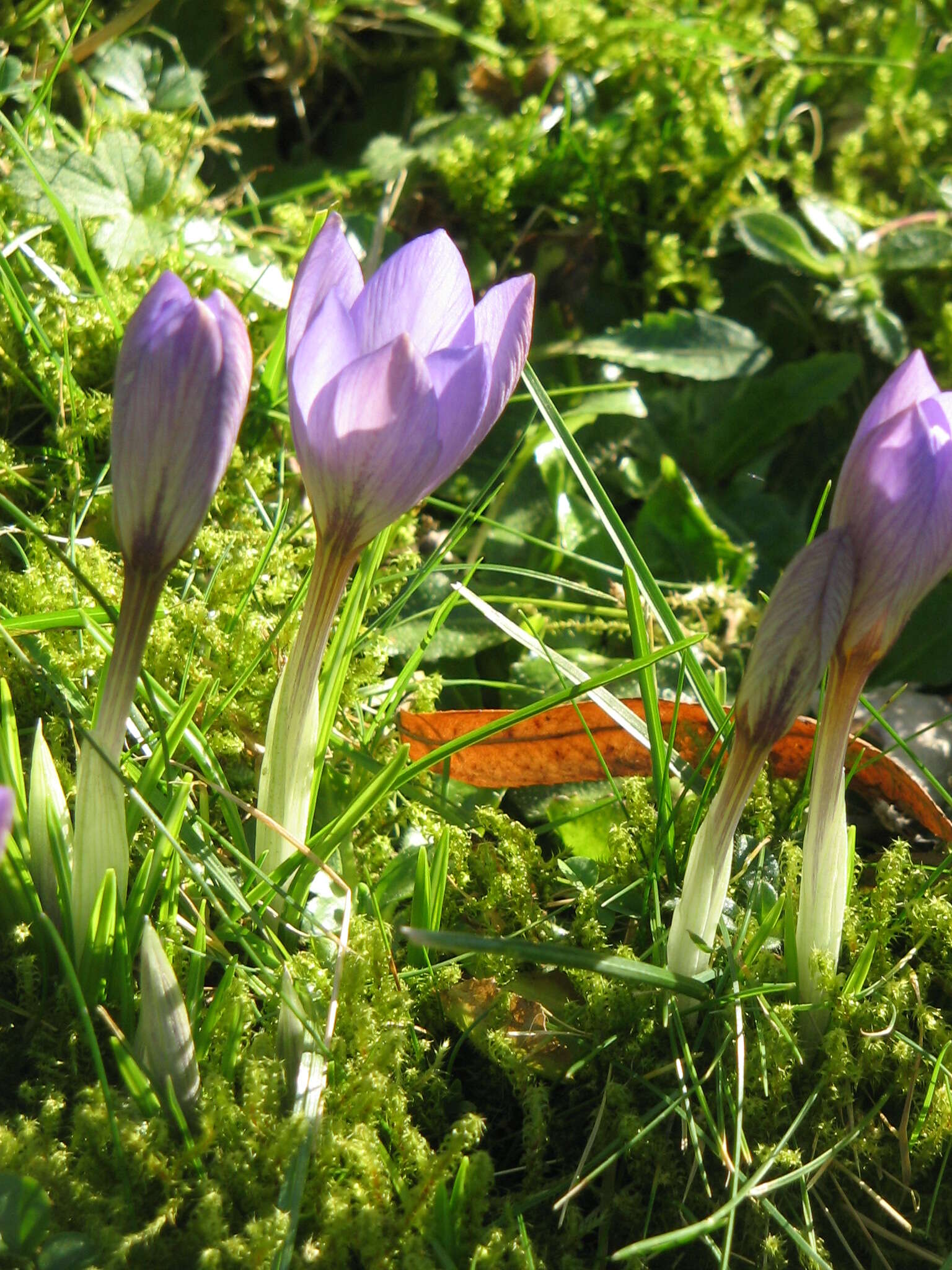 Plancia ëd Crocus etruscus Parl.