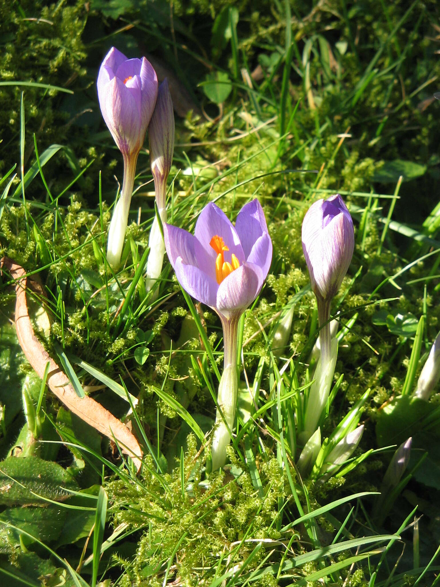 Plancia ëd Crocus etruscus Parl.