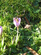 Plancia ëd Crocus etruscus Parl.