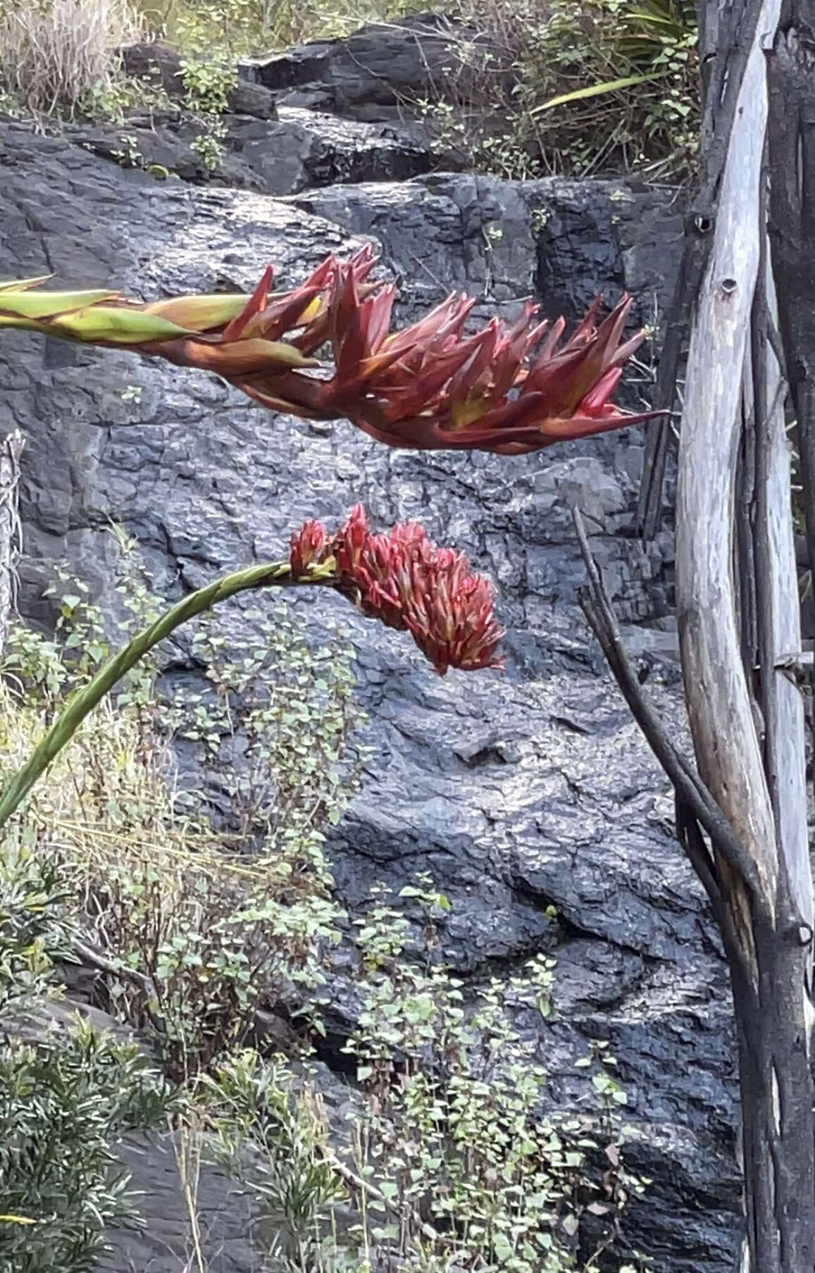 Image of giant spear lily
