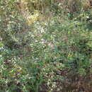 Image of spearleaf swampmallow